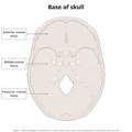 Base of skull (illustrations) (Radiopaedia 59251-66592 A 2).png