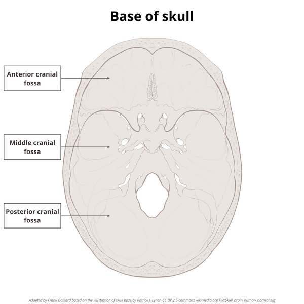 File:Base of skull (illustrations) (Radiopaedia 59251-66592 A 2).png