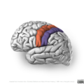 Neuroanatomy- lateral cortex (diagrams) (Radiopaedia 46670-51313 J 4).png