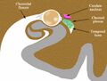 Choroidal fissure (diagram) (Radiopaedia 59364-97484 Coronal plane 1).jpg