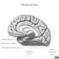 Neuroanatomy- medial cortex (diagrams) (Radiopaedia 47208-52697 Temporal lobe gyri 5).png