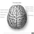 Neuroanatomy- superior cortex (diagrams) (Radiopaedia 59317-66670 Frontal lobe gyri 6).png