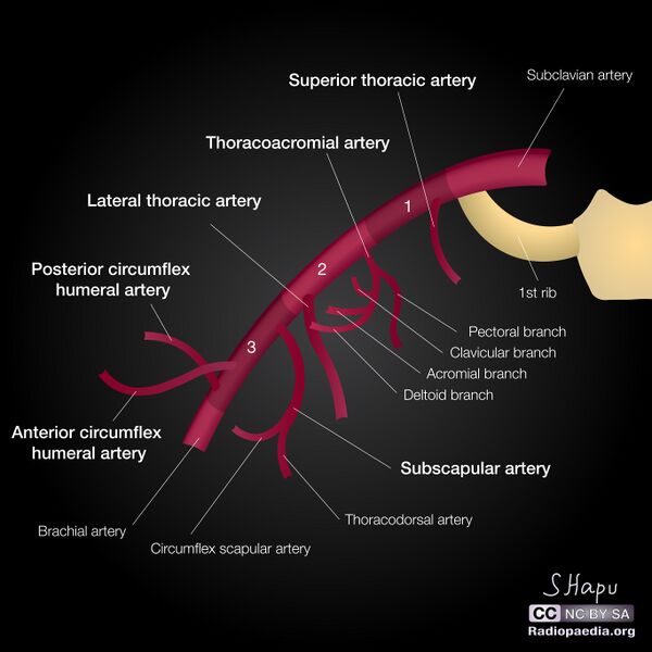 File:Axillary artery (illustrations) (Radiopaedia 52195-58081 A 1).jpg