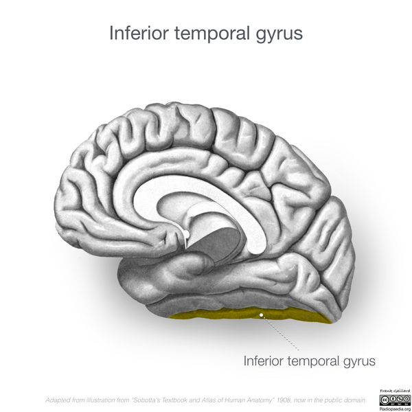 File:Neuroanatomy- medial cortex (diagrams) (Radiopaedia 47208-52697 N 4).png