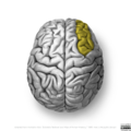 Neuroanatomy- superior cortex (diagrams) (Radiopaedia 59317-66670 Middle frontal gyrus 5).png