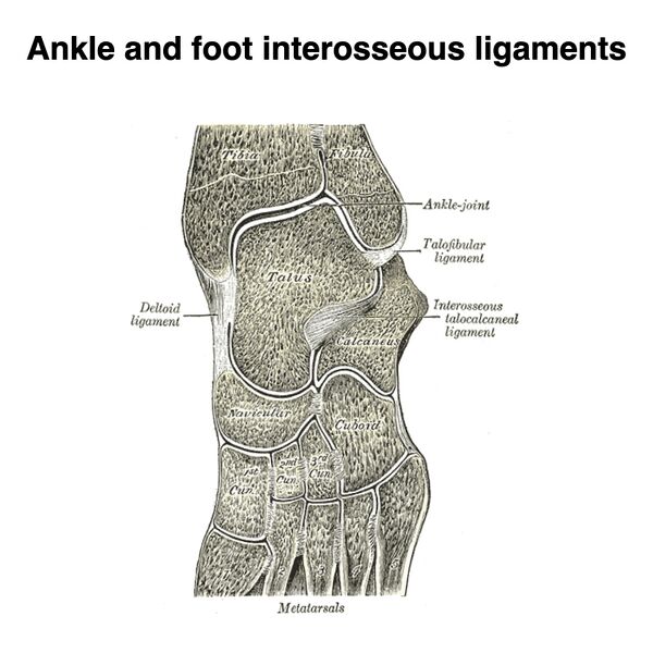 File:Ankle and foot interosseous ligaments (Gray's illustrations) (Radiopaedia 85137-100690 B 1).jpeg