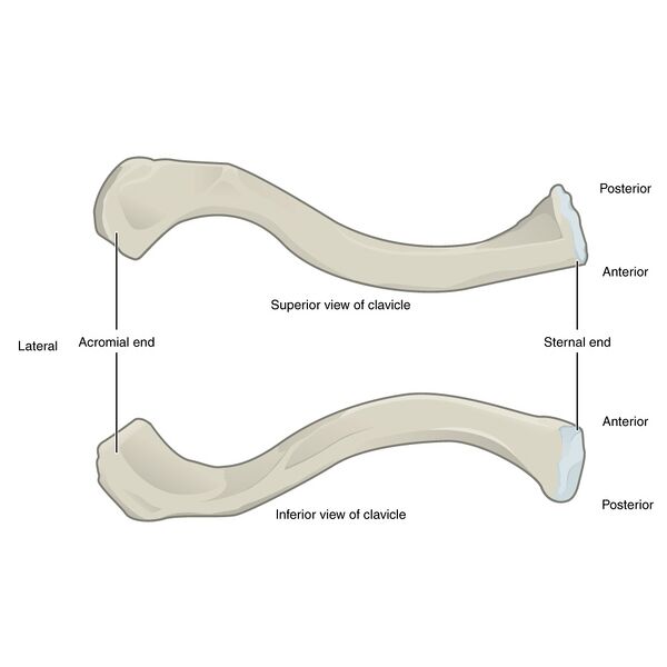 File:Bones of the pectoral girdle and upper limb (illustrations) (Radiopaedia 42766-45929 B 1).jpg