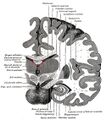 Coronal brain in front of pons - Gray's anatomy illustration (Radiopaedia 36261).jpg