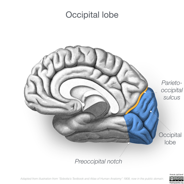 File:Neuroanatomy- medial cortex (diagrams) (Radiopaedia 47208-51763 Occipital lobe 2).png