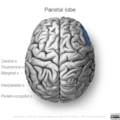Neuroanatomy- superior cortex (diagrams) (Radiopaedia 59317-66671 Parietal lobe gyri 8).png