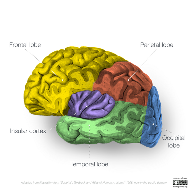 File:Neuroanatomy- lateral cortex (diagrams) (Radiopaedia 46670-51156 Lobes & insula 2).png
