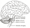 Cerebellar peduncles (Gray's illustration) (Radiopaedia 81795).png