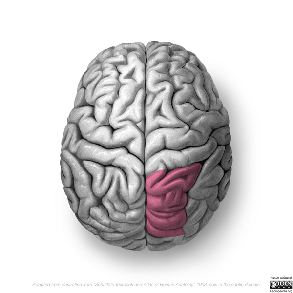 File:Neuroanatomy- superior cortex (diagrams) (Radiopaedia 59317-66671 C 5).png