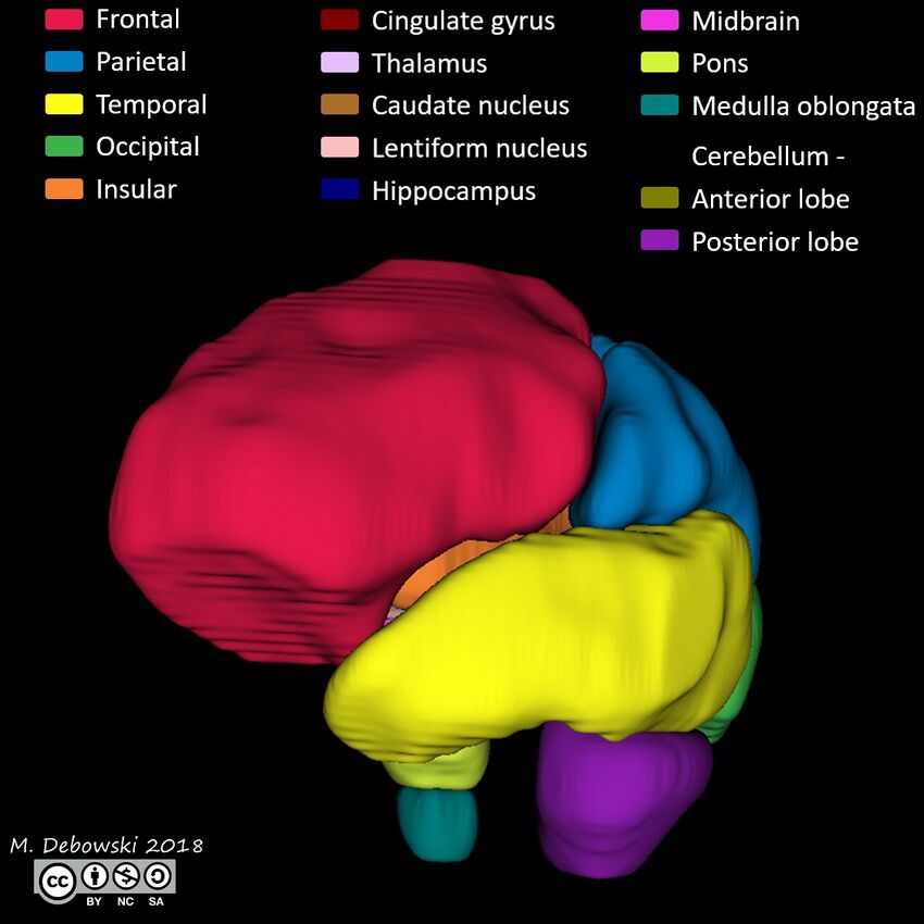 Brain lobes - annotated MRI (Radiopaedia 61691-69700 3D reconstruction 31).JPG