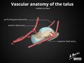 Anatomy of the talus (Radiopaedia 31891-32847 D 1).jpg