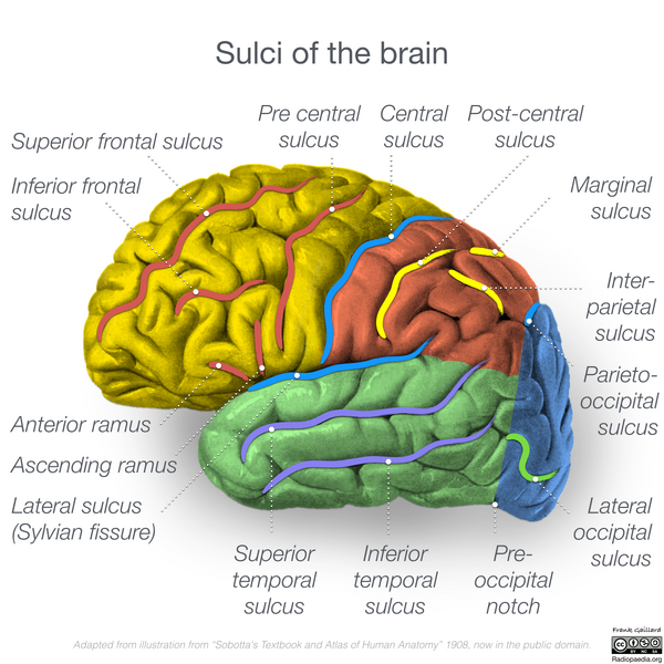 File:Neuroanatomy- lateral cortex (diagrams) (Radiopaedia 46670-51201 Brain 1).png