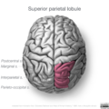 Neuroanatomy- superior cortex (diagrams) (Radiopaedia 59317-66671 C 3).png