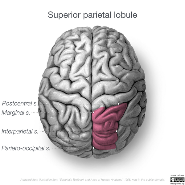 File:Neuroanatomy- superior cortex (diagrams) (Radiopaedia 59317-66671 C 3).png