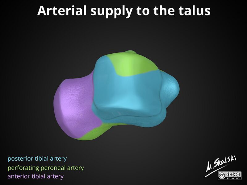 File:Anatomy of the talus (Radiopaedia 31891-32847 A 10).jpg