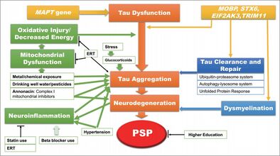 Hypothetical model of the mechanisms of progressive supranuclear palsy[30]