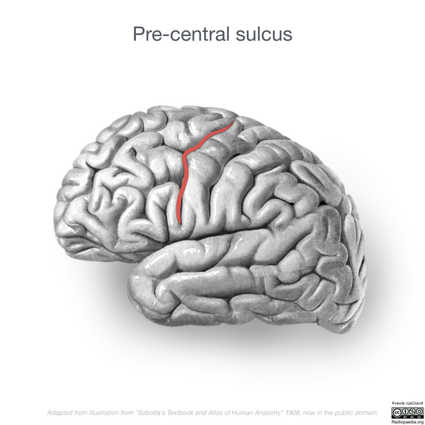File:Neuroanatomy- lateral cortex (diagrams) (Radiopaedia 46670-51202 Precentral sulcus 4).png