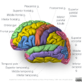 Neuroanatomy- lateral cortex (diagrams) (Radiopaedia 46670-51313 Gyri 1).png