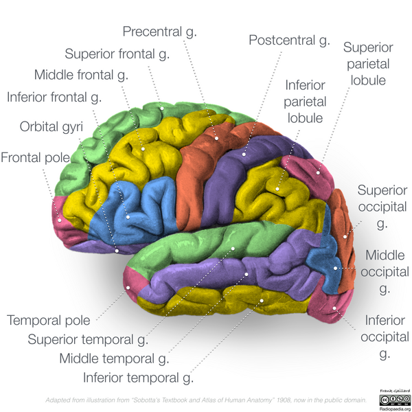 File:Neuroanatomy- lateral cortex (diagrams) (Radiopaedia 46670-51313 Gyri 1).png