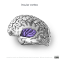 Neuroanatomy- insular cortex (diagrams) (Radiopaedia 46846-51375 Perinsular sulci 2).png
