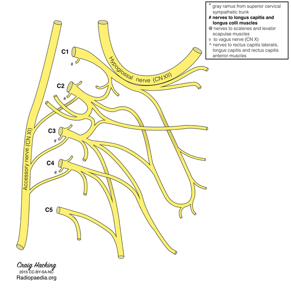 File:Cervical plexus (diagram) (Radiopaedia 37804-39723 J 1).png