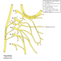 Cervical plexus (diagram) (Radiopaedia 37804-39723 T 1).png