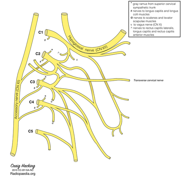File:Cervical plexus (diagram) (Radiopaedia 37804-39723 T 1).png