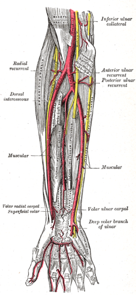 File:Anterior forearm deep anatomy (Gray's illustration) (Radiopaedia 55132).png