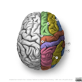 Neuroanatomy- superior cortex (diagrams) (Radiopaedia 59317-66668 Sulci 1).png