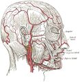 Facial artery and branches - Gray's anatomy illustration (Radiopaedia 36302).jpg