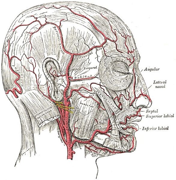 File:Facial artery and branches - Gray's anatomy illustration (Radiopaedia 36302).jpg