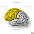 Neuroanatomy- lateral cortex (diagrams) (Radiopaedia 46670-51156 Frontal lobe 4).png