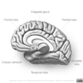 Neuroanatomy- medial cortex (diagrams) (Radiopaedia 47208-51763 B 2).png