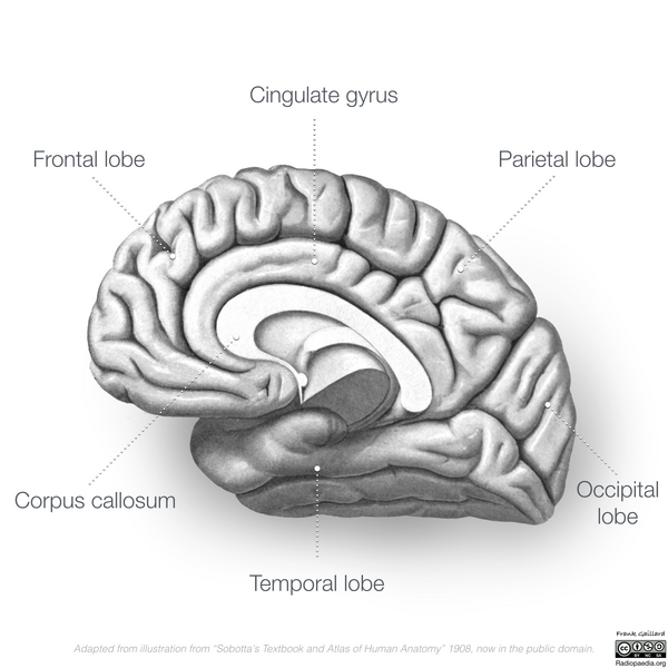 File:Neuroanatomy- medial cortex (diagrams) (Radiopaedia 47208-51763 B 2).png
