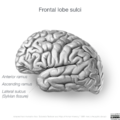 Neuroanatomy- lateral cortex (diagrams) (Radiopaedia 46670-51202 C 8).png