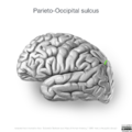 Neuroanatomy- lateral cortex (diagrams) (Radiopaedia 46670-51202 I 3).png