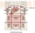 Abdominal surface anatomy (creative commons illustration) (Radiopaedia 59081-66374 A 1).jpg