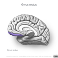Neuroanatomy- medial cortex (diagrams) (Radiopaedia 47208-52697 Gyrus rectus 2).png