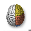 Neuroanatomy- superior cortex (diagrams) (Radiopaedia 59317-66669 All lobes 5).png