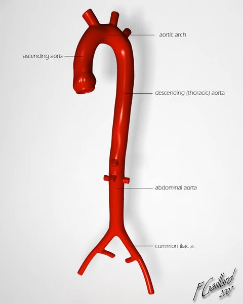 File:Aorta (illustration) (Radiopaedia 8881-9661 B 1).jpg