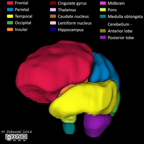 File:Brain lobes - annotated MRI (Radiopaedia 61691-69700 3D reconstruction 32).JPG