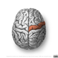 Neuroanatomy- superior cortex (diagrams) (Radiopaedia 59317-66670 Precentral gyrus 5).png