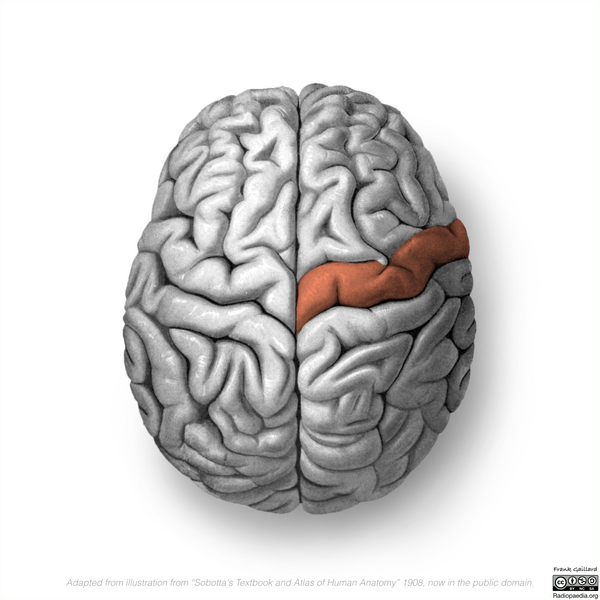 File:Neuroanatomy- superior cortex (diagrams) (Radiopaedia 59317-66670 Precentral gyrus 5).png