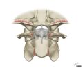 Alar and cruciform ligament anatomy (Radiopaedia 45136-49117 B 1).jpg