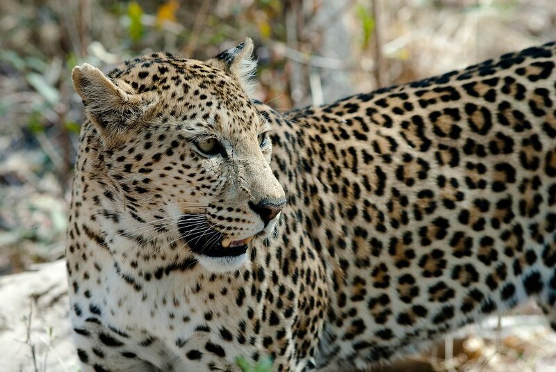 File:Leopard (photo) (Radiopaedia 76522).jpg