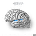 Neuroanatomy- lateral cortex (diagrams) (Radiopaedia 46670-51202 Lateral sulcus 7).png